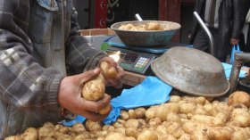 فيلالي: غلاء البطاطا مؤقت بفعل موجة الرياح في وادي سوف