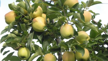 Algeria: traders warn to boycott “French apples”