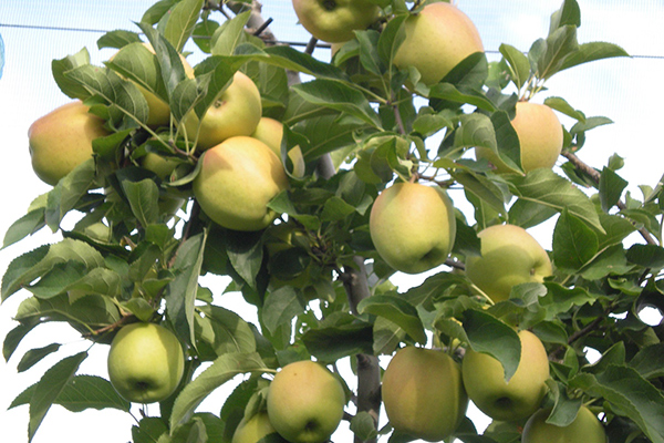 Algeria: traders warn to boycott “French apples”