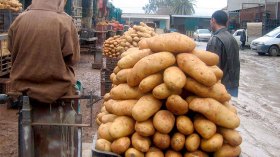 البطاطا والطماطم بـ 120 دج في أسواق الجملة ووزير التجارة يعلن “الحرب”