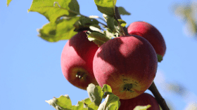 تفاح الأوراس بين رفع الرأس ورهان التصدير من آريس إلى باريس