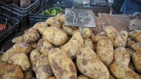 بوعزقي: سعر البطاطا نزل إلى 25 دينارا والانخفاض سيستمر