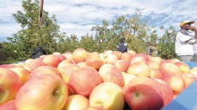 الخزف.. الزعفران والتفاح ومنتجات أخرى مرشحة للتصدير من بوابة باتنة