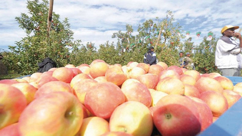 الخزف.. الزعفران والتفاح ومنتجات أخرى مرشحة للتصدير من بوابة باتنة