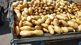 إغراق الأسواق بمليون طن بطاطا لكسر الأسعار