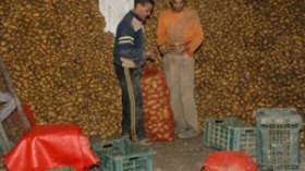 اكتشاف فضيحة “بطاطا الخنازير” جنّبت الجزائريين مقبرة جماعية