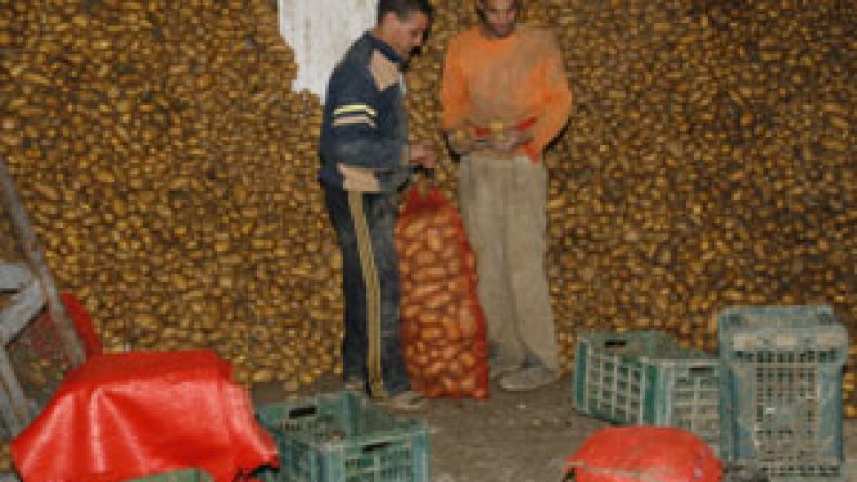 اكتشاف فضيحة “بطاطا الخنازير” جنّبت الجزائريين مقبرة جماعية