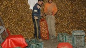 نقص غرف التبريد بالموانئ والمطارات يعرقل تصدير المنتوجات الفلاحية