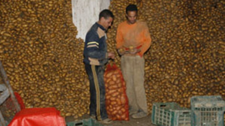 تعفن‮ ‬أزيد‮ ‬من‮ ‬12‮ ‬ألف‮ ‬قنطار‮ ‬من‮ ‬البطاطا‮ ‬ببومرداس‮ ‬بسبب‮ ‬الأمطار‮ ‬الأخيرة‮ ‬‭