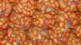 الجزائر ستصدر بطاطا صحية بعدما استوردت بطاطا الخنازير