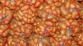 مصدرو البطاطا يطالبون بتدخل وزير الفلاحة لتسهيل تصديرها إلى أوروبا