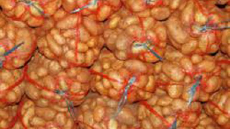 مصدرو البطاطا يطالبون بتدخل وزير الفلاحة لتسهيل تصديرها إلى أوروبا