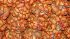 تشجيع  تصدير البطاطا واستحداث منحة للملابن