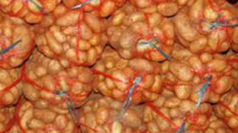 تشجيع  تصدير البطاطا واستحداث منحة للملابن