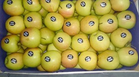 استيراد التفاح بربع أورو وبيعه للجزائريين بـ 500 دينار !