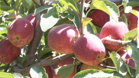 منتجو التفاح بولايات الأوراس يدعمون قرار حظر الإستيراد