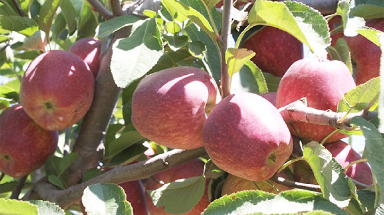 منتجو التفاح بولايات الأوراس يدعمون قرار حظر الإستيراد