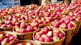 استيراد التبن والعفن!