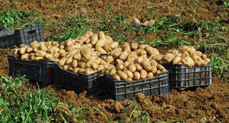 Pomme de terre : vers une baisse progressive des prix