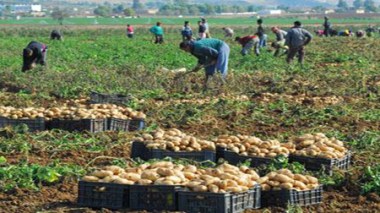 Pomme de terre: 250 000 tonnes seront stockées pour réguler le marché
