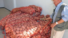 لا ندرة في البطاطا وكميات كبيرة بأسواق الجملة بـ38 دينارا