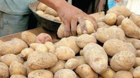 انهيار تاريخي لأسعار البطاطا إلى أقل من 20 دينارا والمستفيد الزوالية