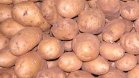 اكتشاف مرض “الميليديو” في محاصيل البطاطا بكل من معسكر والبويرة