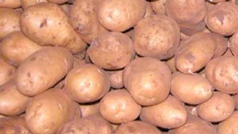 اكتشاف مرض “الميليديو” في محاصيل البطاطا بكل من معسكر والبويرة