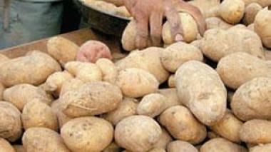Potato production reached record high this season