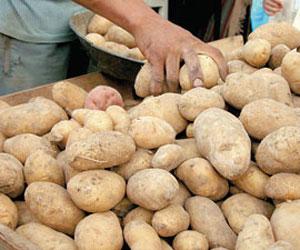 Algérie / Les Directions de l’Agriculture entament l’opération d’emmagasinage des stocks de pommes de terre