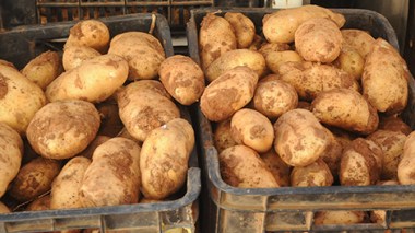 La pomme de terre à 40 DA après 10 jours !