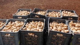 الشعب يريد الاستدانة لشراء البطاطا