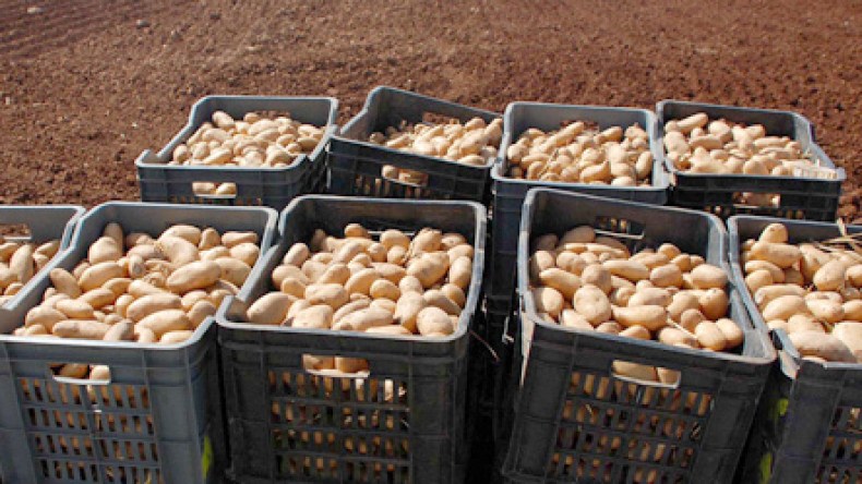 الشعب يريد الاستدانة لشراء البطاطا