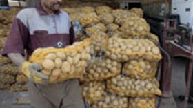 الجزائر تحتضن  أكبر مخبر لإنتاج بذور البطاطا في إفريقيا