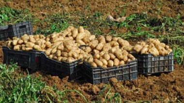 Pomme de terre : la production de saison réduira progressivement les prix