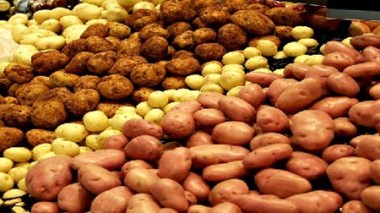 Touami révèle à Echorouk : « La pomme de terre reste toujours au dessus de 60 DA »