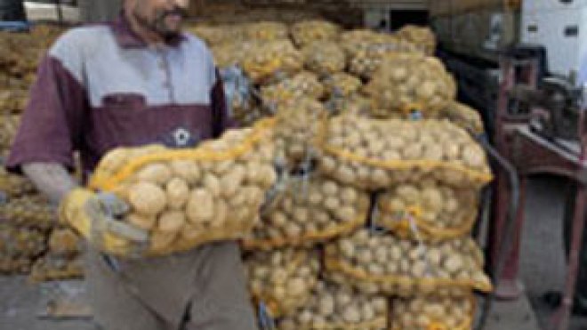 وزير الفلاحة يأمر بإخراج 122 ألف طن من البطاطا المخزنة