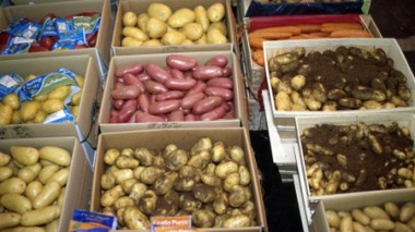 Salon de la pomme de terre à Mostaganem : près de 150 exposants attendus