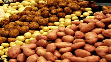 Ugcaa : les prix de la pomme de terre reculeront de “40%” d’ici fin avril