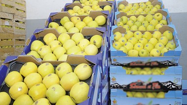 Tebboune: « Pas d’importation des pommes »