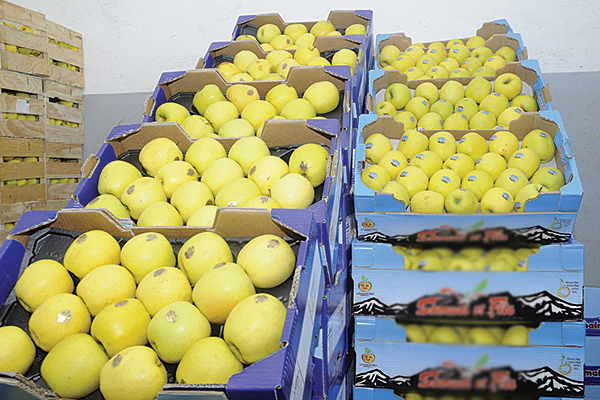 Tebboune: « Pas d’importation des pommes »