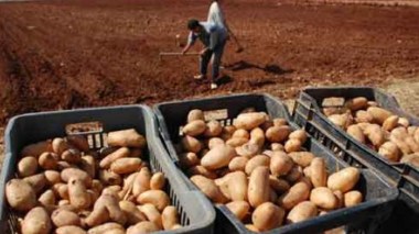 Des Russes pour cultiver la pomme de terre en Algérie!