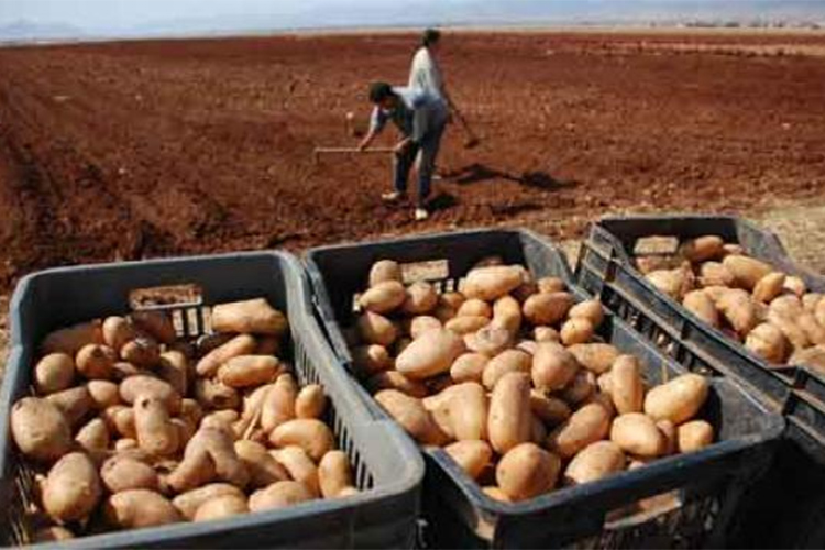 Des Russes pour cultiver la pomme de terre en Algérie!