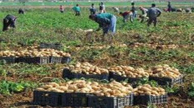 La production de pomme de terre devrait atteindre 4 millions de tonnes en 2012