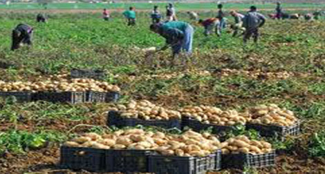 La production de pomme de terre devrait atteindre 4 millions de tonnes en 2012