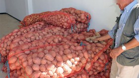 فرض فاتورة البيع يقلق منتجي البطاطا