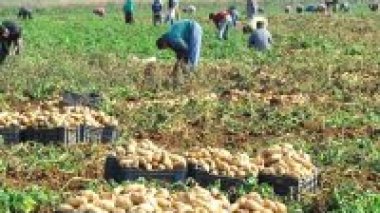 Pomme de terre : les professionnels tablent sur une production annuelle de 5 millions de tonnes d’ici à 2014