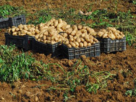 Hausse de la production de la pomme de terre à 50 millions de quintaux en 2013