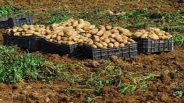 Mise en place des outils nécessaires pour un développement durable de la filière pomme de terre