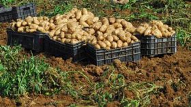 البطاطا بـ40 دينارا في أسواق الجملة نهاية أفريل